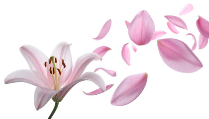 Obraz premium A beautiful pink lily in full bloom with delicate petals gently scattering and floating away on a pure white background
