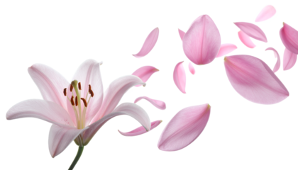 A beautiful pink lily in full bloom with delicate petals gently scattering and floating away on a pure white background
