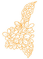 キンモクセイのスケッチ素材。ベクターイラスト素材。