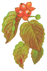 秋のハナミズキのスケッチ素材。ベクターイラスト素材。