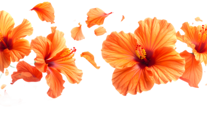 Bright orange tropical hibiscus flowers and scattered petals forming a decorative floral border isolated on a white backdrop