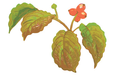 秋のハナミズキのスケッチ素材。ベクターイラスト素材。