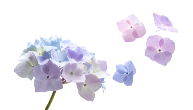 Ethereal pastel blue and purple hydrangea florets float and bloom, creating a serene and captivating botanical dance on a pure white canvas