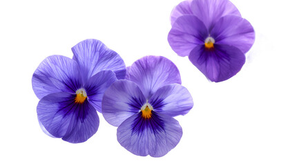 Delicate Purple Pansies on White A Floral Still Life