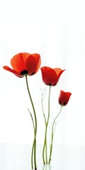 Naklejka premium Three vibrant red poppies stand tall against pure white, slender stems reaching upward in serene floral elegance.
