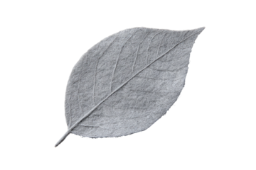 Gray leaf; central vein visible, contrasted background