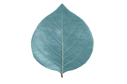 Single, pale blue leaf with vein detail on black background