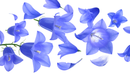 Delicate Bluebell Flowers Isolated on White Background A Floral Arrangement
