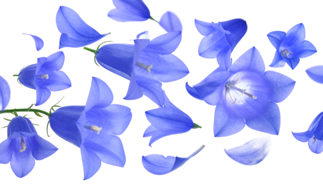 Delicate Bluebell Flowers Isolated on White Background A Floral Arrangement