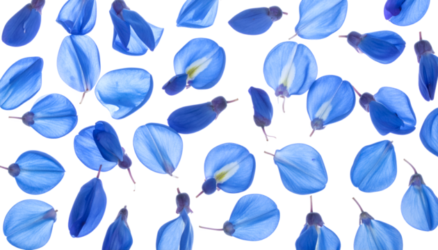 A scattering of delicate blue petals, artfully arranged on a pure white background, creating a vibrant and abstract natural pattern
