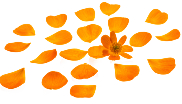 Vibrant orange flower petals delicately scattered around a small central bloom on a pristine white background, capturing nature's intricate beauty and elegance