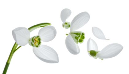 Delicate Snowdrop Blooms A Close-Up of White Petals and Green Accents on a Clear Background