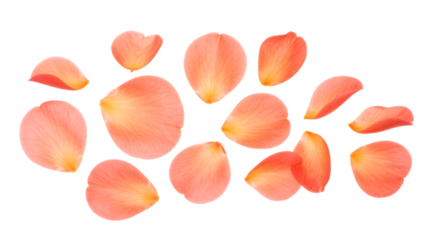Delicate Rose Petals A Collection of Soft, Orange-Pink Blossoms on a White Background