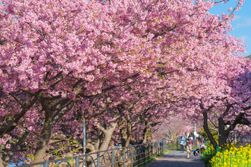 河津桜　河津桜まつり