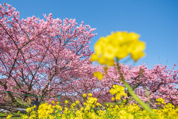 河津桜　菜の花