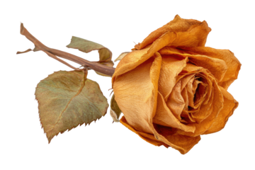 Withered rose delicate, dried petals, brown stem and leaf