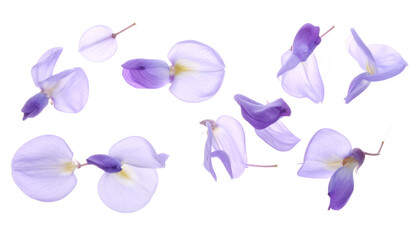 Ethereal blue flowers shedding delicate petals in a gentle cascade against a bright, clean white background, symbolizing fragility and beauty