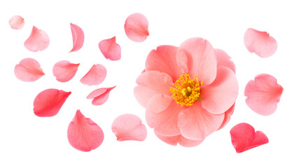 Ethereal blue flowers shedding delicate petals in a gentle cascade against a bright, clean white background, symbolizing fragility and beauty