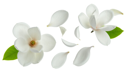 Ethereal blue flowers shedding delicate petals in a gentle cascade against a bright, clean white background, symbolizing fragility and beauty