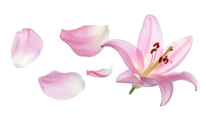 Ethereal blue flowers shedding delicate petals in a gentle cascade against a bright, clean white background, symbolizing fragility and beauty