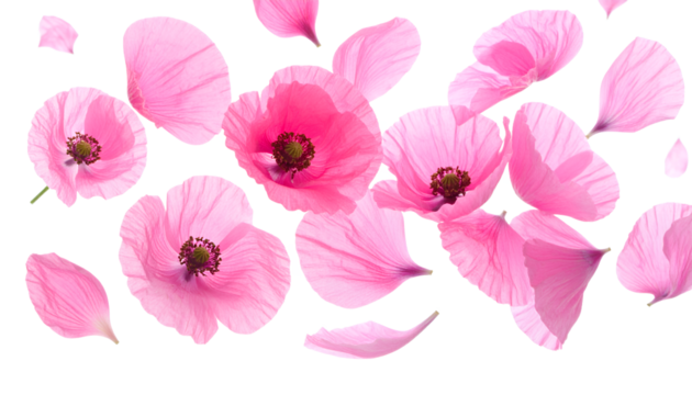 Ethereal blue flowers shedding delicate petals in a gentle cascade against a bright, clean white background, symbolizing fragility and beauty