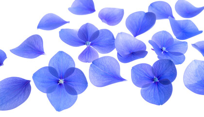 Ethereal blue flowers shedding delicate petals in a gentle cascade against a bright, clean white background, symbolizing fragility and beauty