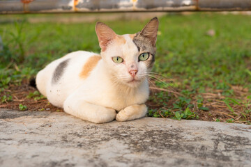 A tricolor calico cat with vibrant green eyes stares suspiciously. The flat lay angle, eye-level shot captures the feline's cautious expression against a background of green grass and grey concrete.