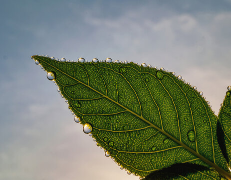 Close-up macro shot of a green leaf with detailed veins under natural light