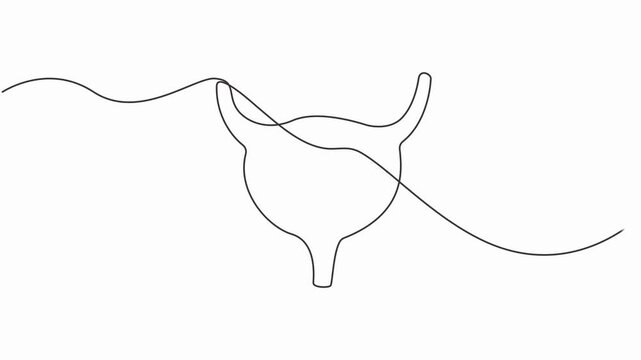 bladder drawn with one line human organ. Continuous line drawing anatomical art, full length animation video motion graphic.