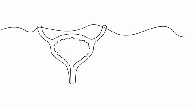 bladder drawn with one line human organ. Continuous line drawing anatomical art, full length animation video motion graphic.