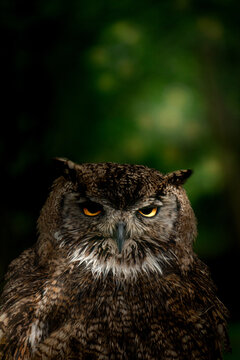 retrato de buho en el bosque