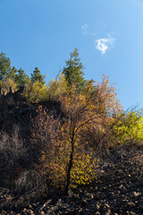Fall foliage on steep hillside under blue sky