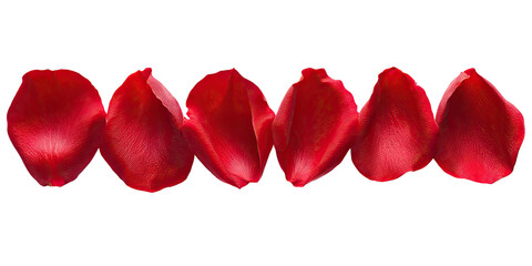 Row of vibrant red rose petals on a stark black backdrop