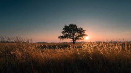 A solitary tree stands in a vast, golden field under a clear, blue sky at sunset, with the sun low in the horizon casting a warm glow over the scene.
