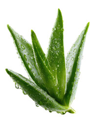 Dewy aloe vera rosette, pointed leaves, isolated