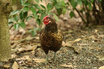 Brown Chicken Standing Among Green Leaves And Ground Debris