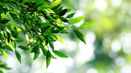 A branch with green and yellow leaves against a blurred green background, with a focus on the leaves and a soft bokeh effect.