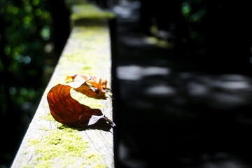 A single, curled dry leaf with rich orange and brown tones resting on a wooden railing.