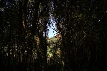 A dramatic entrance to a thick, ancient cloud forest.