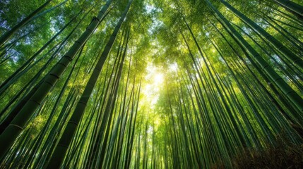 Fototapeta premium A bamboo forest with tall, slender bamboo stalks reaching towards the sky, 