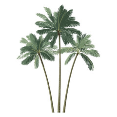 Obraz premium Tropical Palm Trees on White Background Vector Art