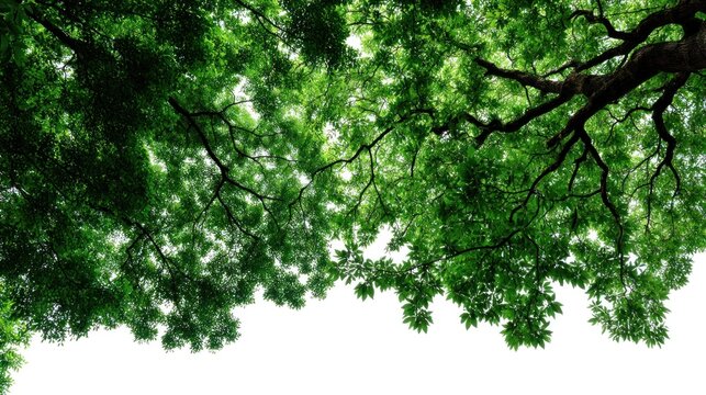 A lush green tree canopy with branches reaching towards the sky, casting a shadow on a white background.