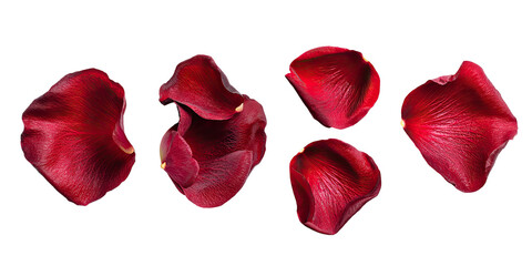 Five red rose petals arranged on black