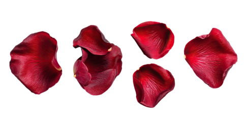 Five red rose petals arranged on black