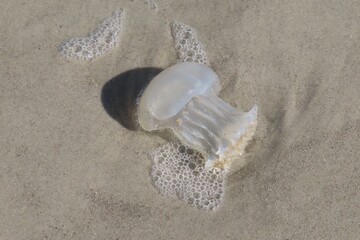Jellyfish on sand background at Atlantic coast of North Florida © natalya2015