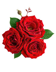Trio of rich red roses with vibrant green leaves