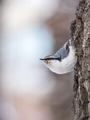 Fototapeta premium Eurasian nuthatch or wood nuthatch, lat. Sitta europaea, sitting on a tree trunk with a blurred background.