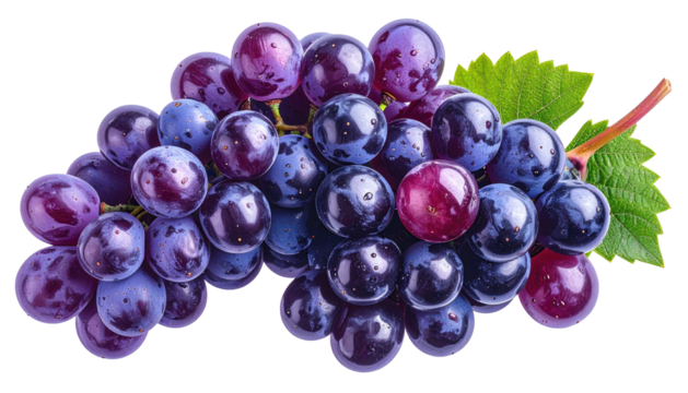Bunch of dark, fresh grapes with leaf