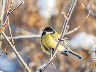 Cute bird Great tit, songbird sitting on the nice branch with beautiful autumn background