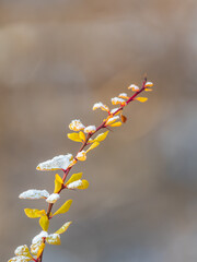 Autumn branches with yellow and red leaves covered in snow.